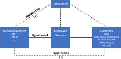 Effect of tea intake on genetic predisposition to gout and uric acid: a Mendelian randomization study